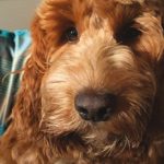 Cooper-doodle-DOTY_copy