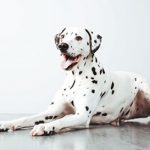 Oscar-dalmatian-DOTY_copy