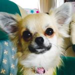 Tilly-chihuahua-DOTY_copy